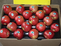 New Red Star apples