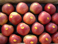 Qin guan apples