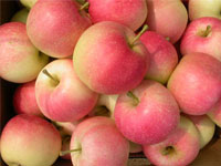 Gala apples